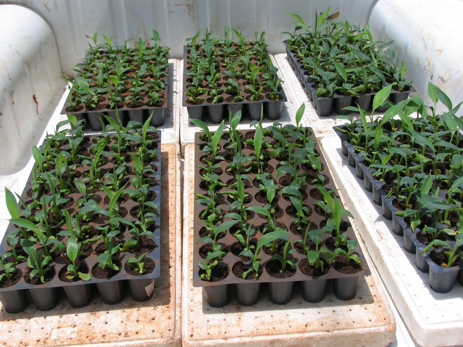 Fisiología vegetal-campo