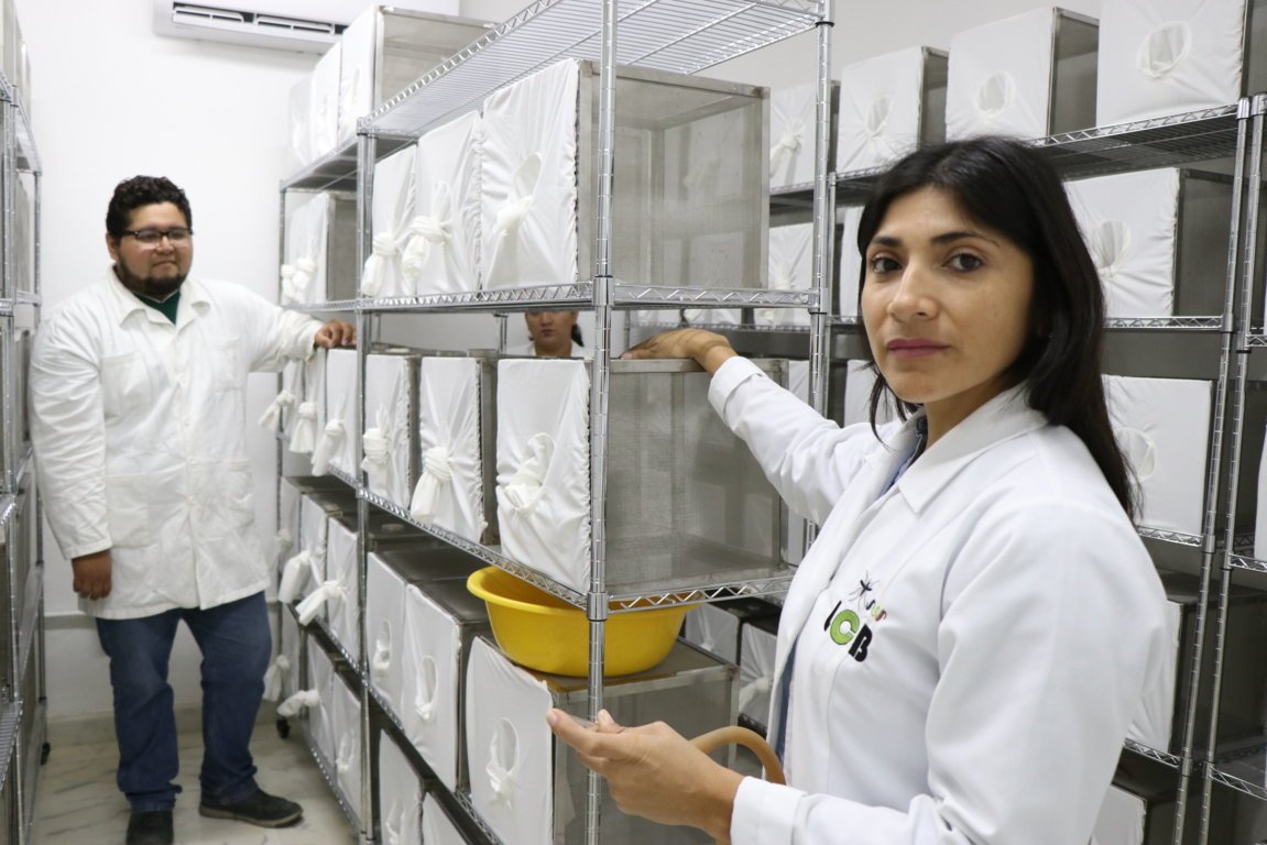 laboratorio moscos mvz 02dic19 IMG_3167