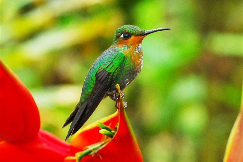 10-02-2014HummingBird