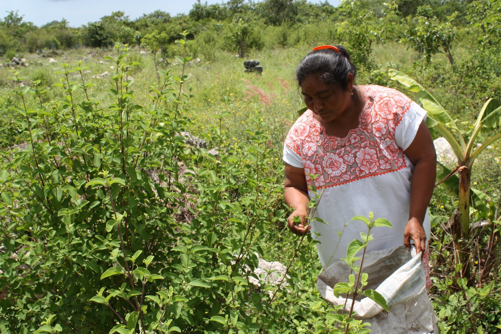 Mujeres productoras_CICY