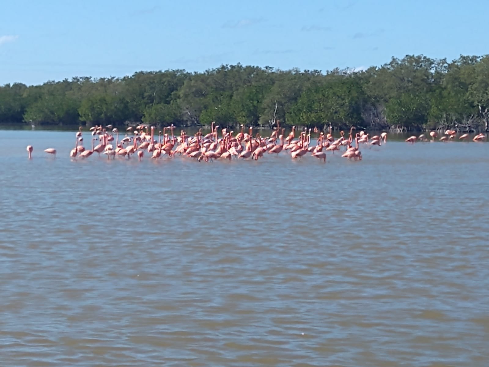 flamencos el cuyo 21WhatsApp Image 2021-09-06 at 3.36.40 PM-5
