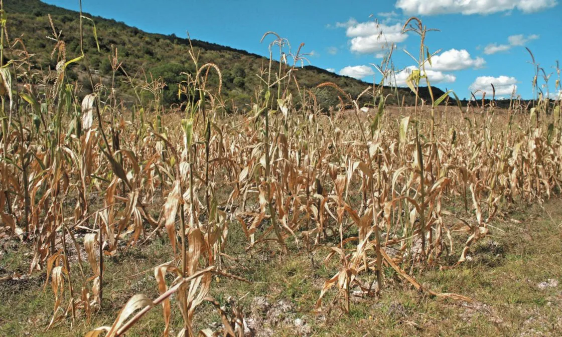 sequia_en_campo.jpg_1147515590-1.webp?w=1024